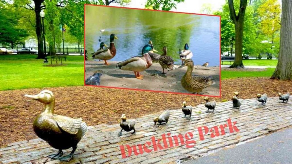 Duckling Park